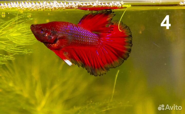 Петушок рыбка