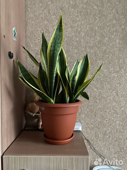 Сансевиерия