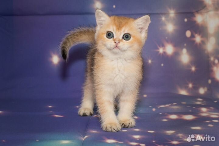 Британская золотистая шиншилла котята