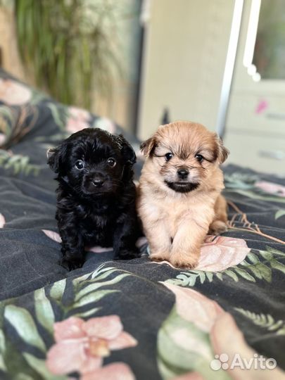 Отдам щенят в добрые руки