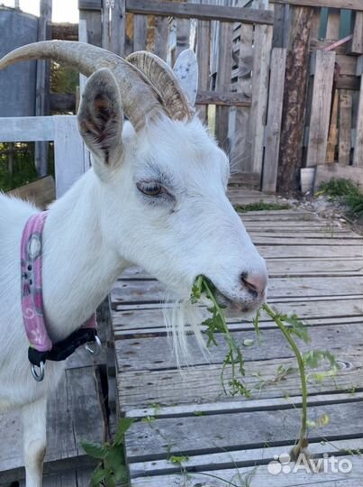 Козье молоко