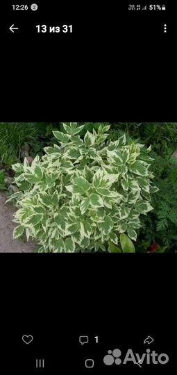 Сныть пестролистная