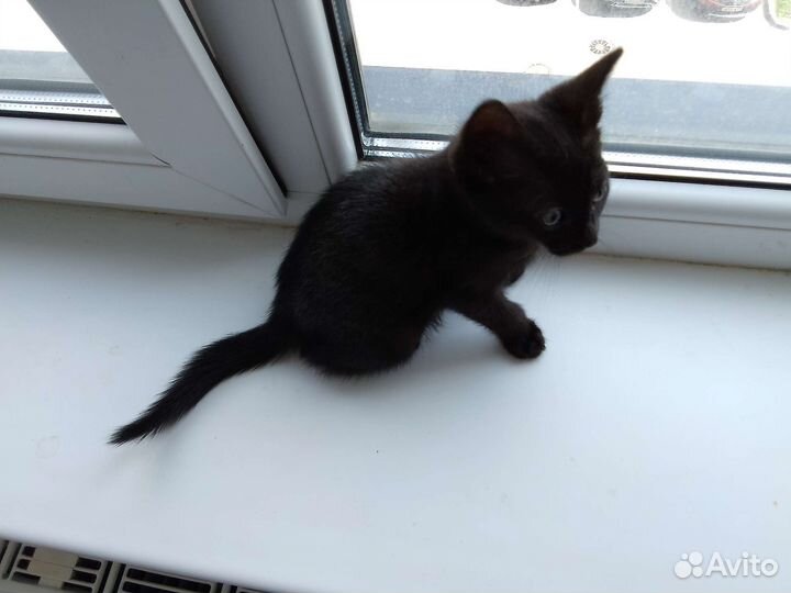 Черный котенок