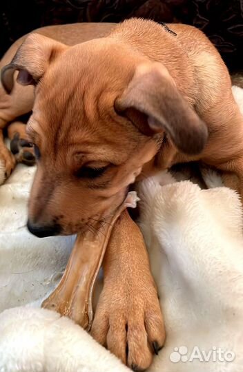 Метис лабрадора