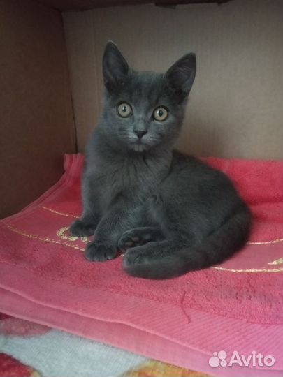 Котенок девочка