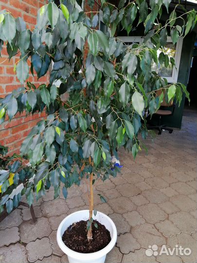 Бенджамина