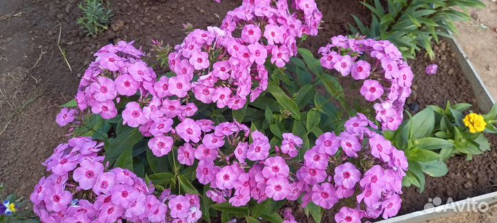 Многолетние садовые растения