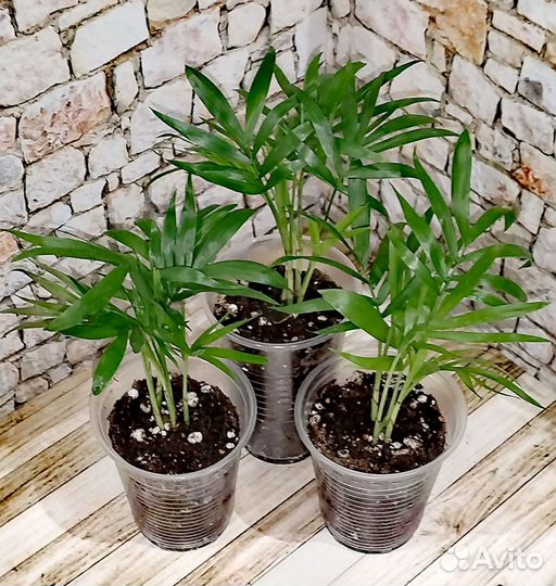 Пальма хамедорея