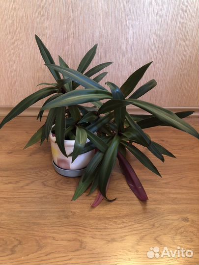 Комнатные цветы