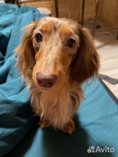 Мраморная кроличья такса