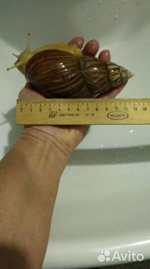 Улитки ахатины