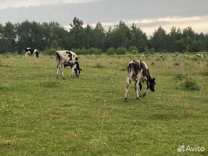 Телочки и телята