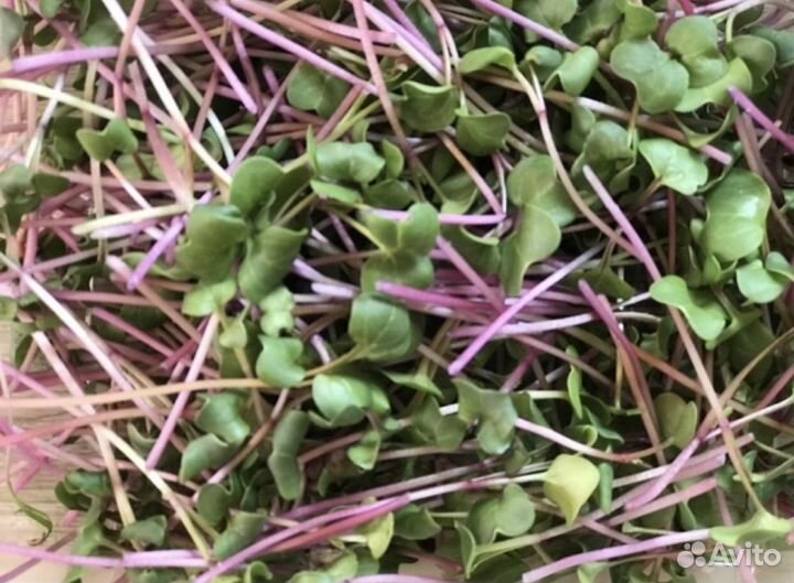 Микрозелень