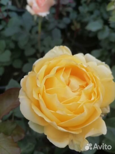 Цветы для сада, розы и многое другое