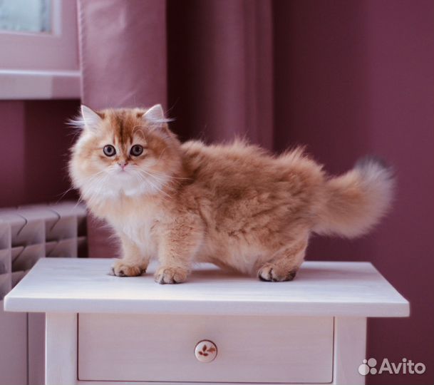 Британский котенок. Длинношерстный мальчик