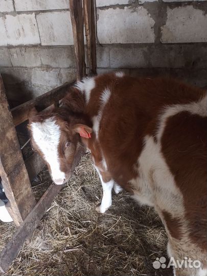 Корова дойная