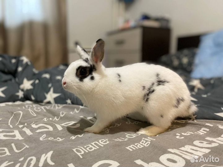 Кролик,девочка