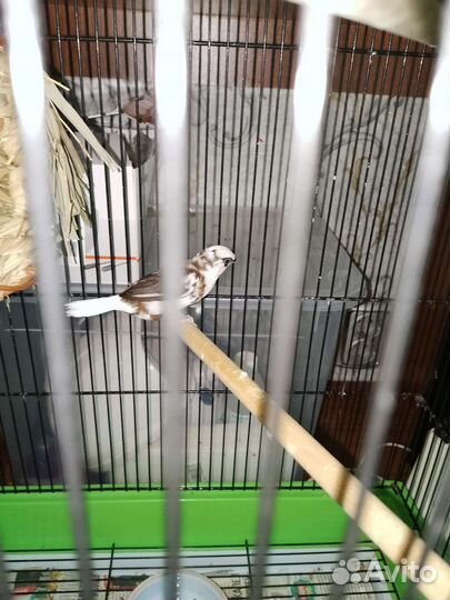 Японские амадины