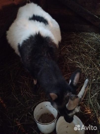 Дойные козы и козлята