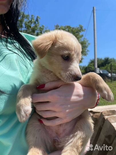 Собака в добрые руки отдам бесплатно