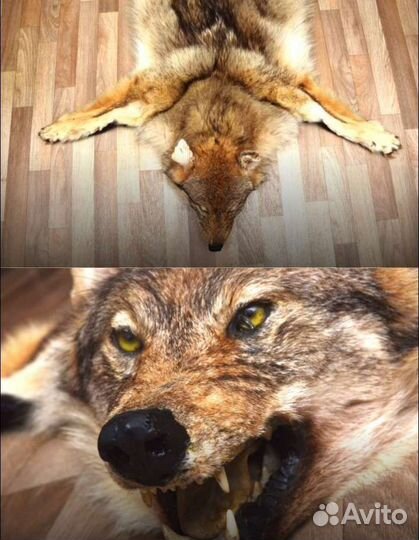 Шкура волка