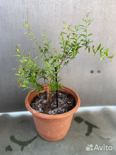 Гранат комнатный