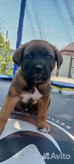 Щенки метис Кане-корсо бесплатно