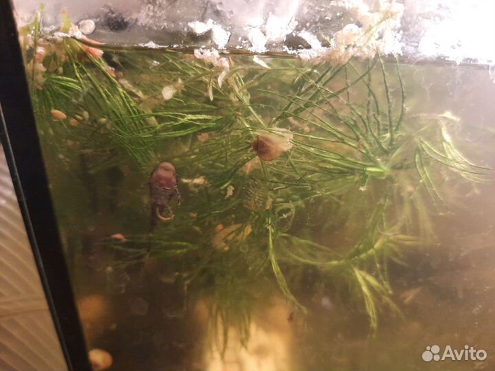 Сомики прилипалы собственного разведения 2 см