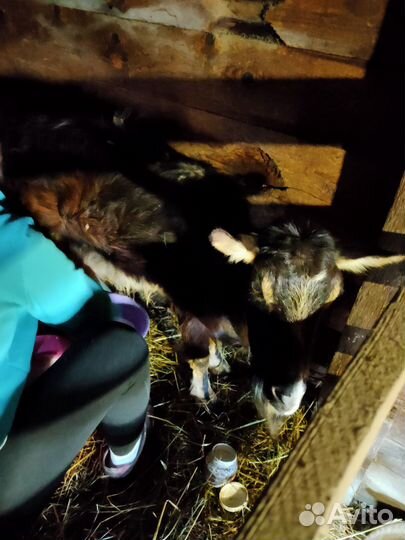 Коза дойная