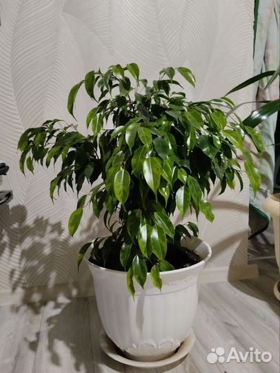 Фикус бенжамина,эластика, пандаус,каланхое, толстя