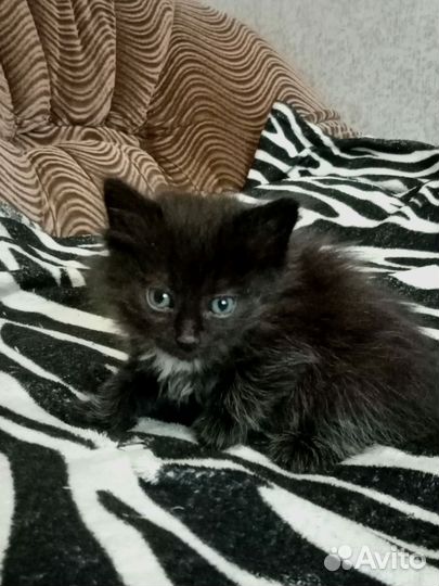 Кошка в дар бесплатно