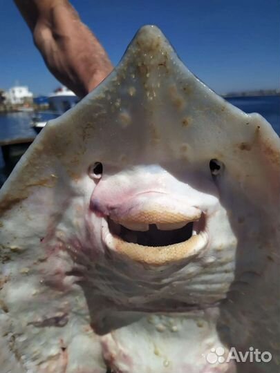 Морская прогулка рыбалка