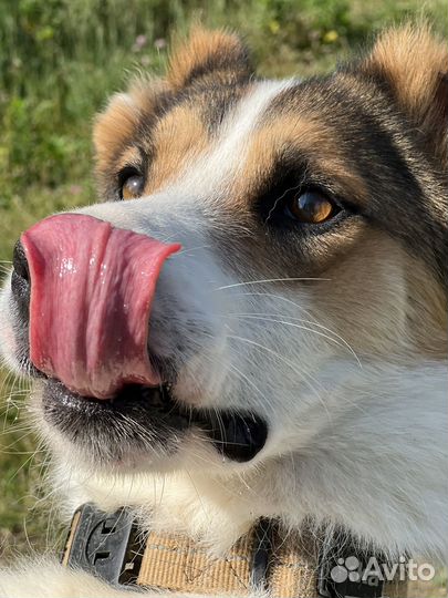 Собака в добрые руки