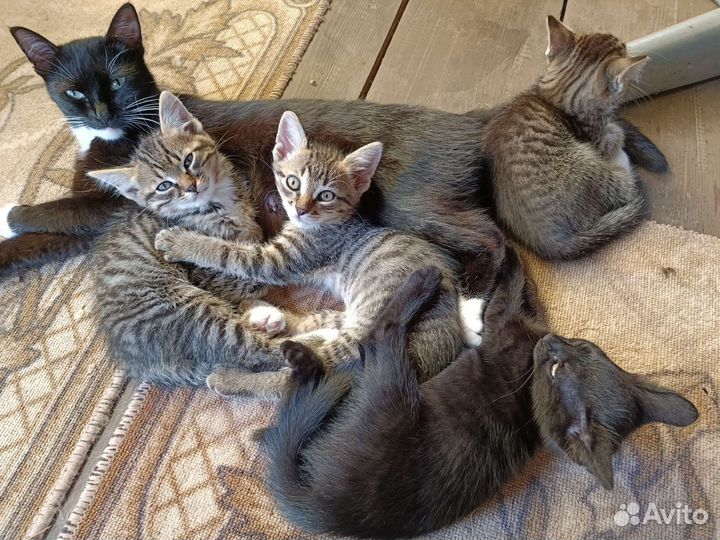 Котята в добрые руки