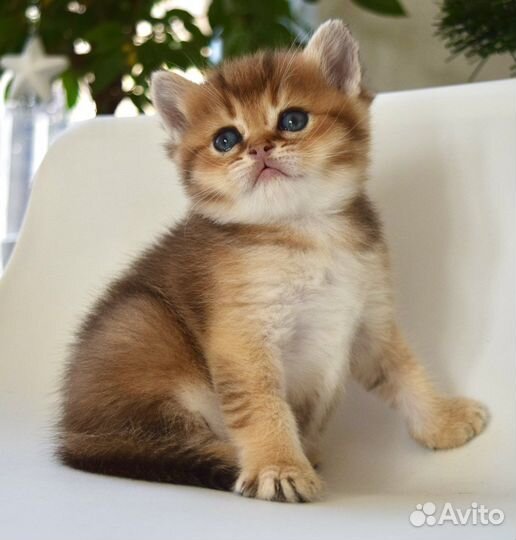 Шотландские котята