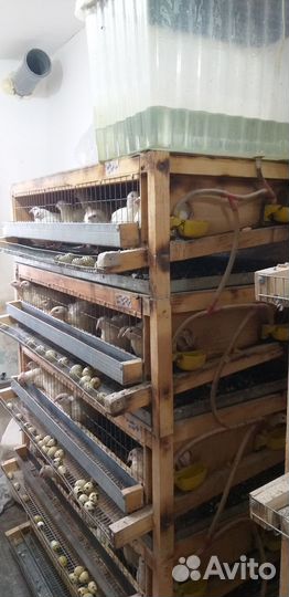 Клетки для перепелов бу