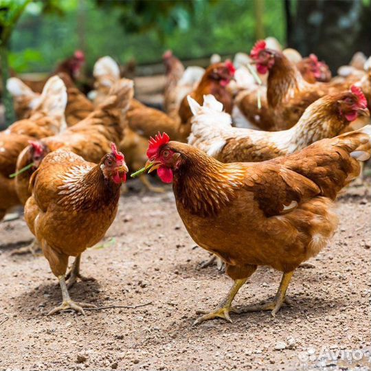Куры молодки несушки