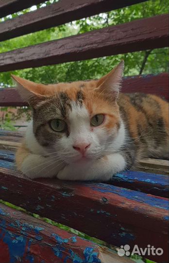 Трехцветная кошечка