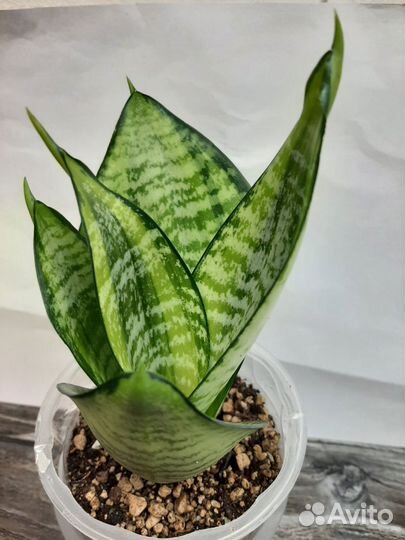 Сансевиерии ханни Филиппин