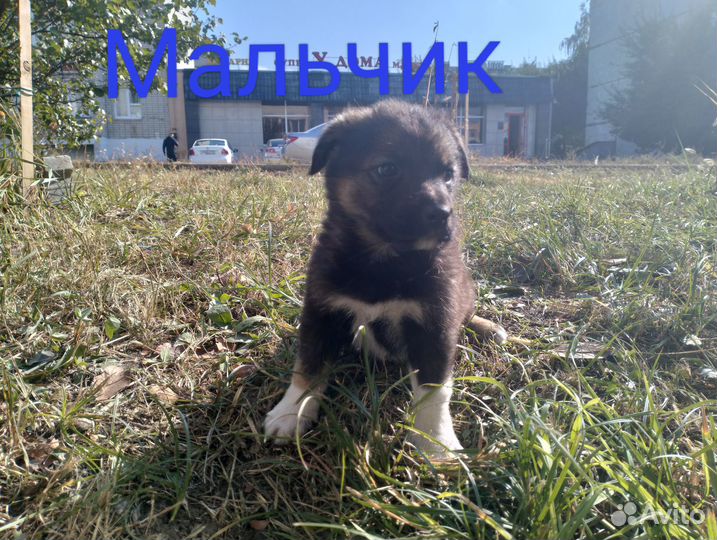 Отдам бесплатно животные