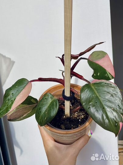Филодендрон розовая принцесса