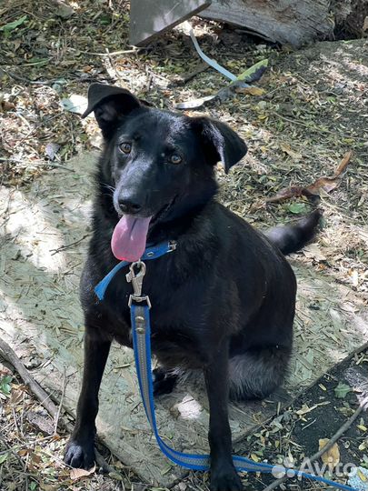 Лучшая собака лучшему человеку