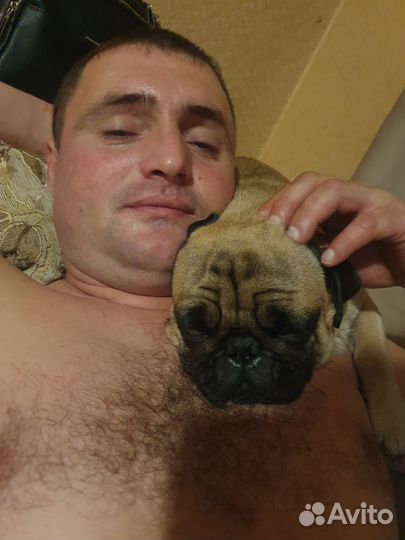 Мопс бесплатно