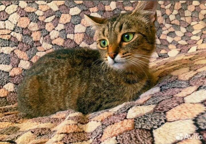 Кошка Муся(стерильная)