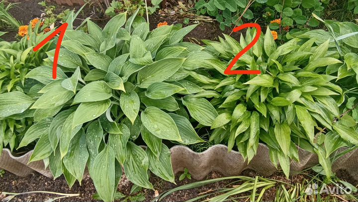 Хоста растение