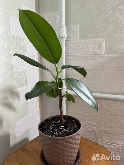 Фикус эластика