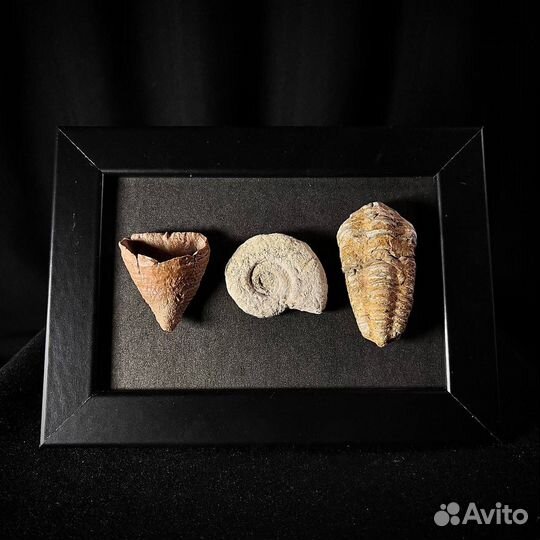 Панно с окаменелостями ископаемое палеонтология