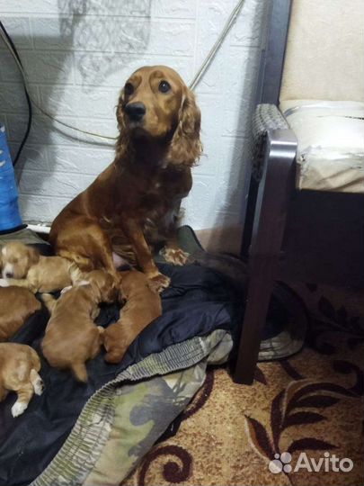 Кокер спаниель
