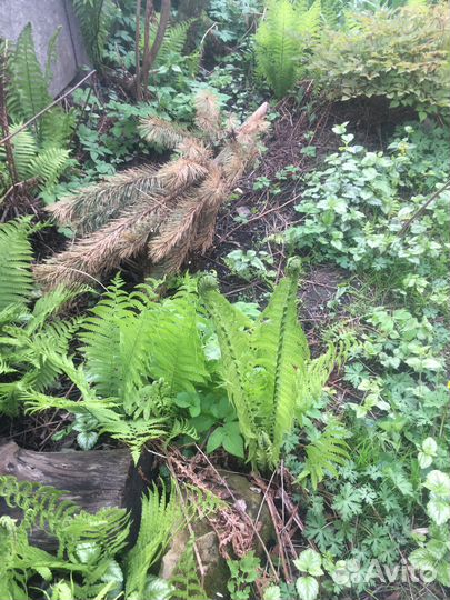 Папоротник