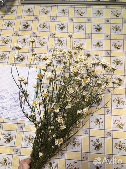 Ромашка аптечная, мята, тысячелистник